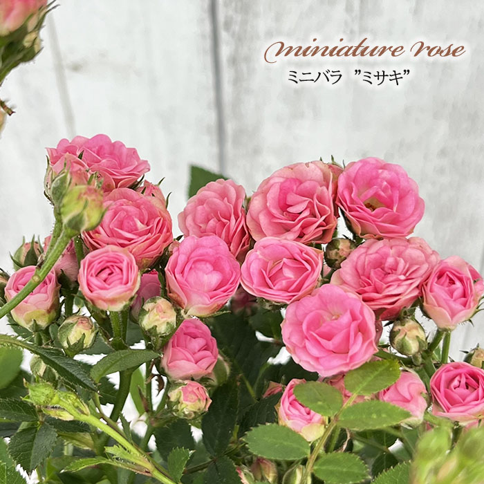 福袋 オンライン 日本花キ流通 予約販売 薔薇 バラ 3号ポット ミサキ ミニバラ 花