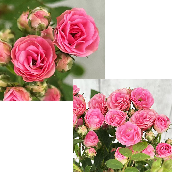 湖に咲く薔薇　３枚セット 日本花キ流通 予約販売 ミニバラ ミサキ 3号ポット 四季咲き