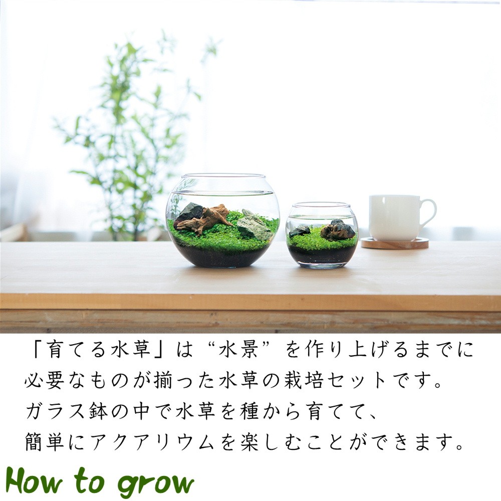 日本花キ流通 育てる水草 アクアリウム Lサイズ 観葉植物