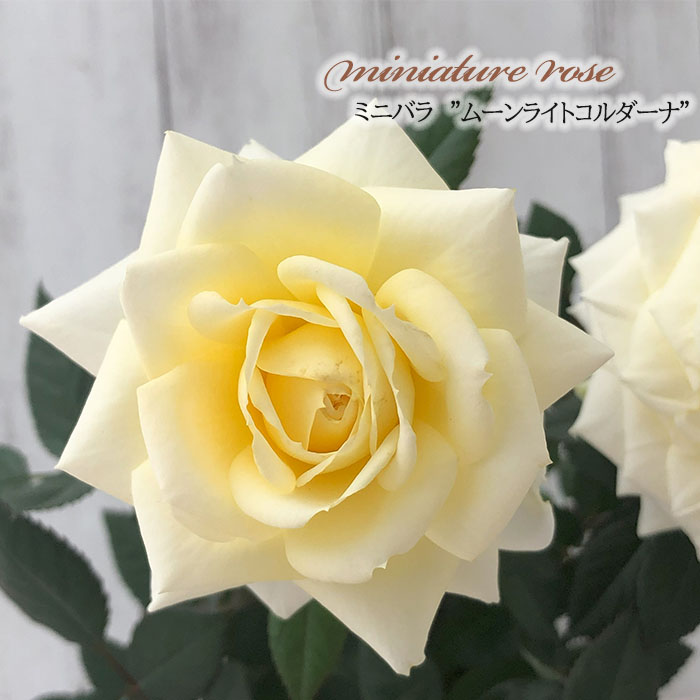 バラ 苗 花色おまかせミニバラ苗 3株(見計らい) 送料無料 花木苗