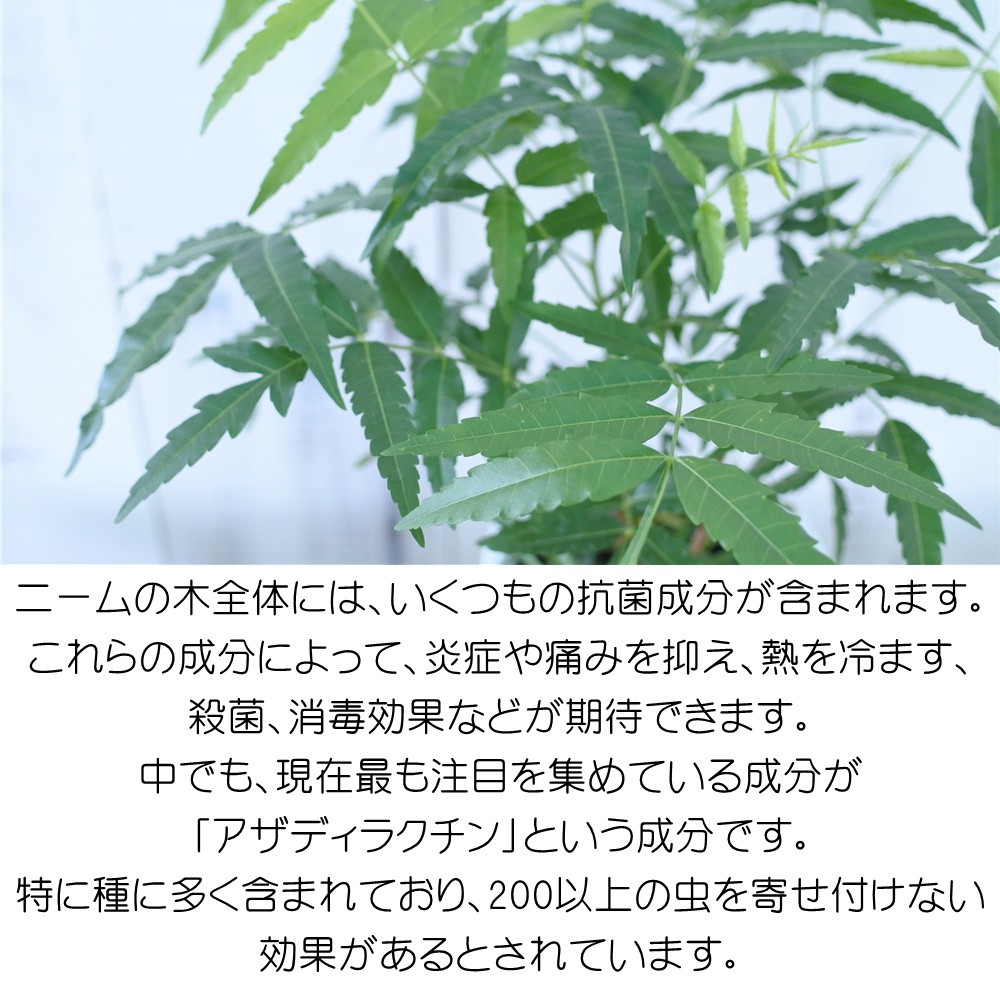 ニーム ミラクルニーム 2鉢セット 4号鉢 夏の虫よけ対策 ハーブ 天然植物性農薬 Herb Z 101 002 フラワーネット日本花キ流通 通販 Yahoo ショッピング