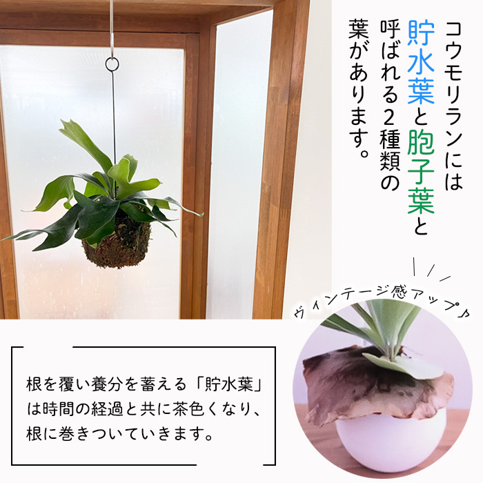 観葉植物 コウモリラン ビカクシダ ネザーランド 苔玉 吊り下げ ハンギング プラティセリウム 小型 小さい 室内 贈り物 プレゼント インテリア  おしゃれ : 10001597 : フラワーネット日本花キ流通 - 通販 - Yahoo!ショッピング