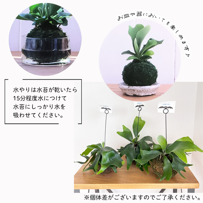 観葉植物 コウモリラン ビカクシダ ネザーランド 苔玉 吊り下げ ハンギング プラティセリウム 小型 小さい 室内 贈り物 プレゼント インテリア  おしゃれ : 10001597 : フラワーネット日本花キ流通 - 通販 - Yahoo!ショッピング