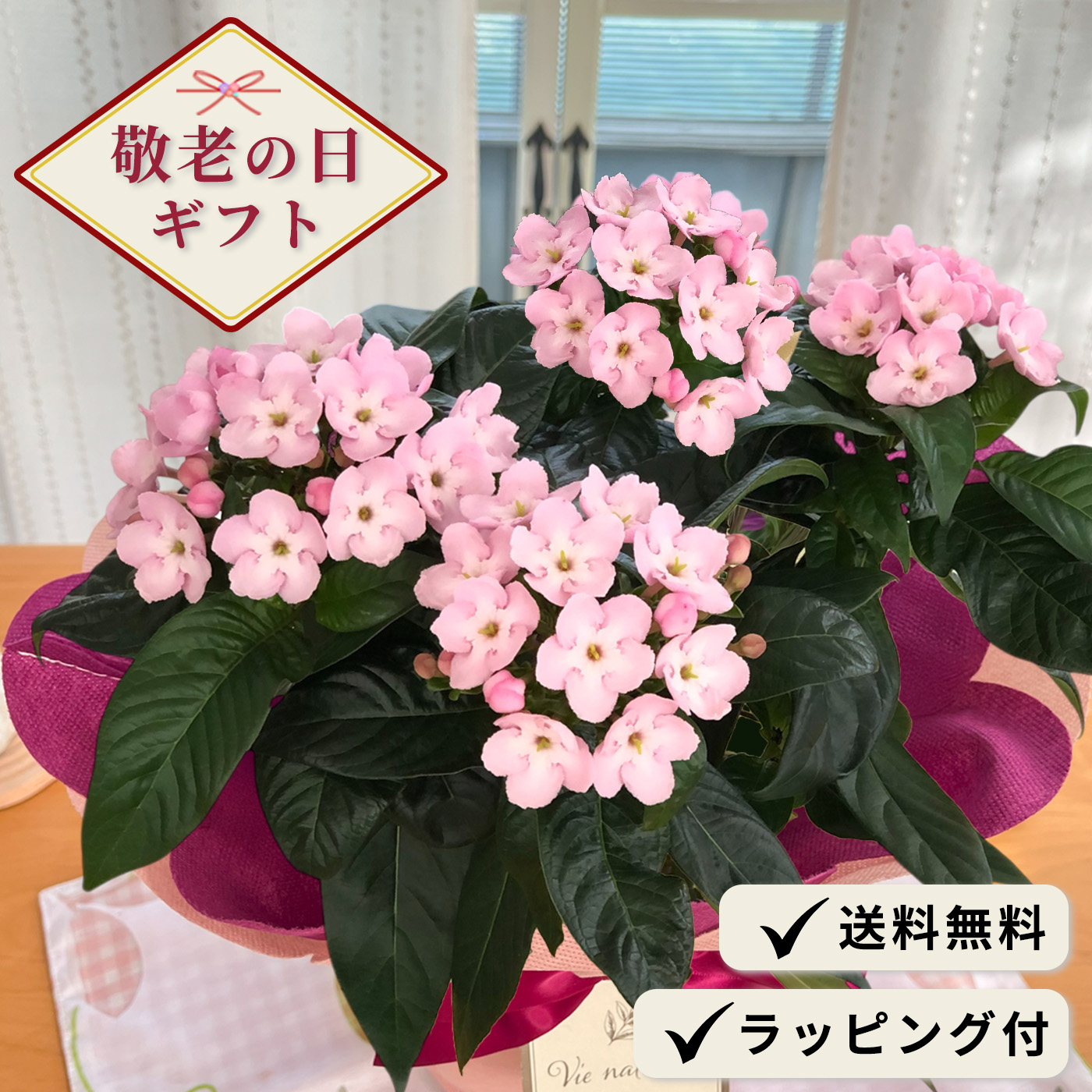 日本花キ流通 敬老の日 プレゼント ニオイザクラ 5号鉢 送料無料 敬老