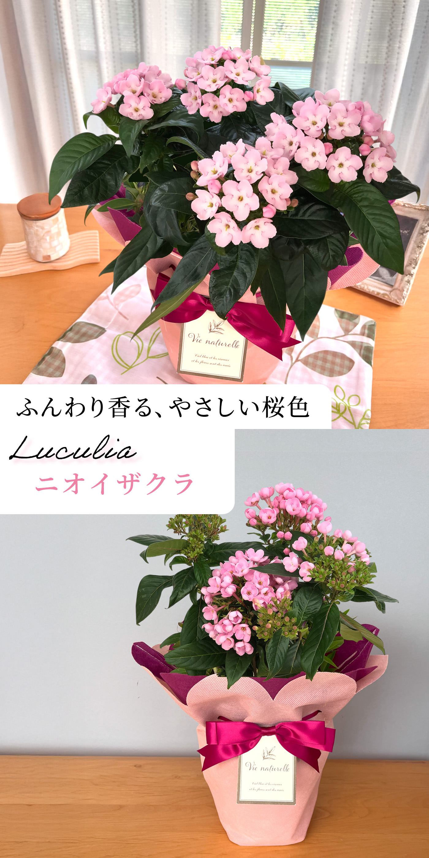 日本花キ流通 敬老の日 プレゼント ニオイザクラ 5号鉢 送料無料 敬老