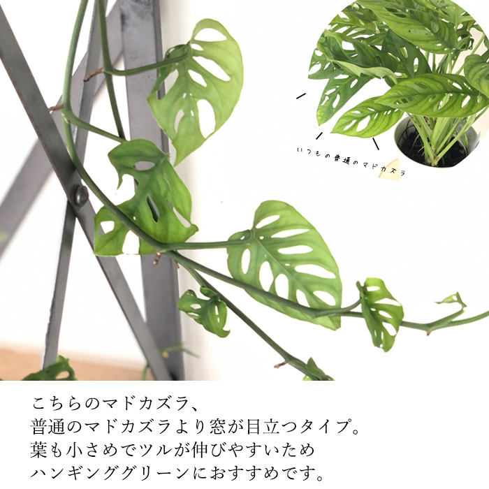 日本花キ流通 観葉植物 マドカズラ オブリクアエクスピラータ 5
