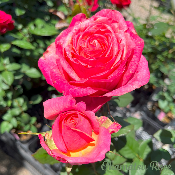 予約販売 バラ苗 バラ大苗 りんご飴 契約品種 薔薇 ばら 送料無料 国産