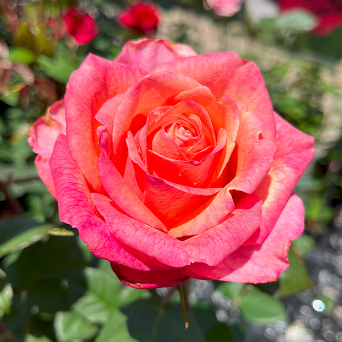 予約販売 バラ苗 バラ大苗 りんご飴 契約品種 薔薇 ばら 送料無料 国産