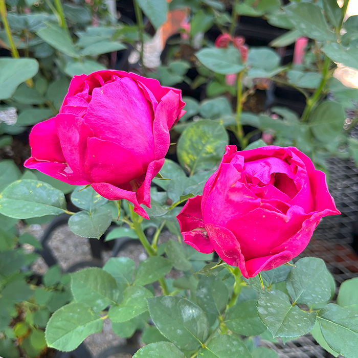予約販売 バラ苗 バラ大苗 黒潮 契約品種 薔薇 ばら 送料無料 国産苗