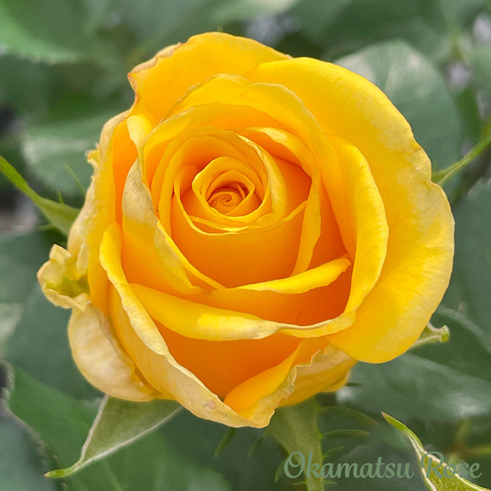 予約販売 バラ苗 バラ大苗 カフェスル 契約品種 薔薇 ばら 送料無料