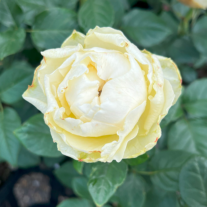 予約販売 バラ苗 バラ大苗 白波 契約品種 薔薇 ばら 送料無料 国産苗