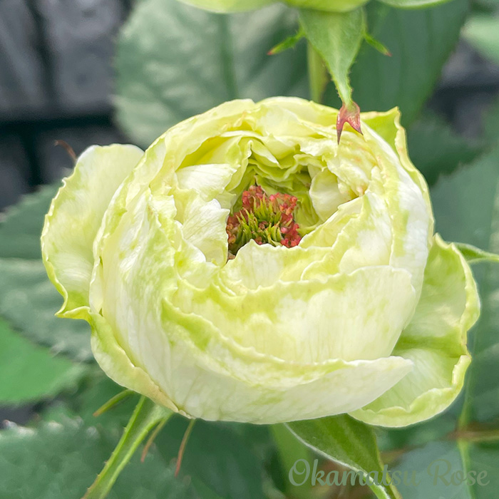予約販売 バラ苗 バラ大苗 白くま 契約品種 薔薇 ばら 送料無料 国産苗