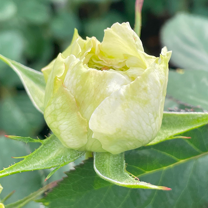 予約販売 バラ苗 バラ大苗 白くま 契約品種 薔薇 ばら 送料無料 国産苗