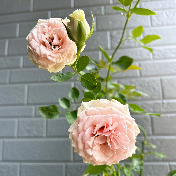 希少なバラの2つの品種で、サイズも大きめです。 Dsc00lafrance2.jpg