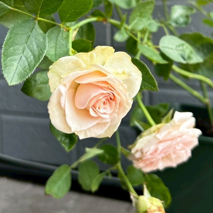 まもなく締め切り】 予約販売 バラ苗 バラ大苗 正 契約品種 薔薇 ばら