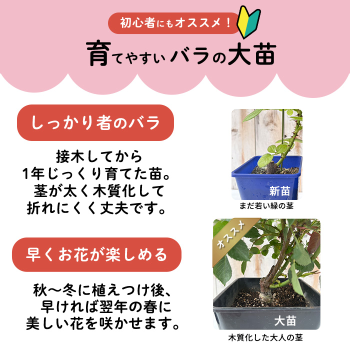 予約販売 バラ苗 バラ大苗 雪だるま 契約品種 薔薇 ばら 送料無料 国産