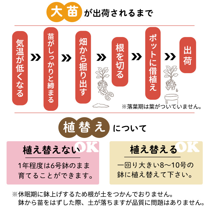 バラ苗 バラ大苗 向日 契約品種 薔薇 ばら 送料無料 国産苗 岡松ローズ