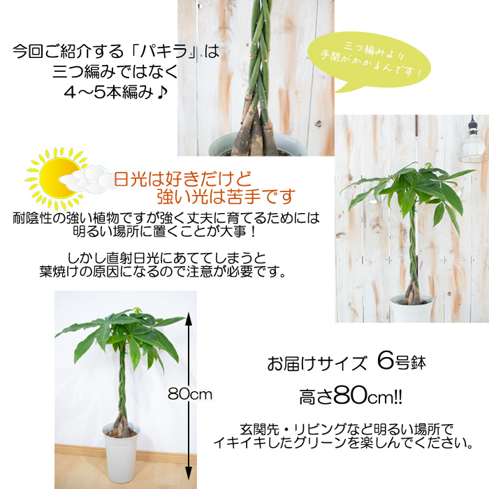 アウトレット品 パキラ アクアティカ 6号鉢 送料無料 観葉植物 苗 インテリア