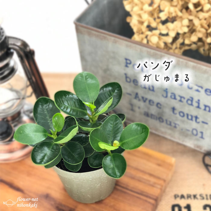 パンダガジュマル 9cmポット 観葉植物 苗 インテリア おしゃれ ガジュマル Z フラワーネット日本花キ流通 通販 Yahoo ショッピング