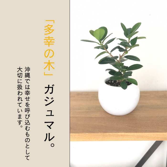日本花キ流通 観葉植物 パンダガジュマル タイワンガジュマル 5号鉢