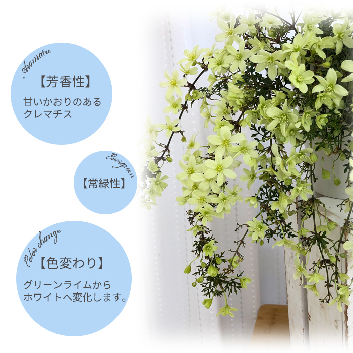 日本花キ流通 予約販売 クレマチス ペトリエイ 5号鉢 送料無料 芳香性