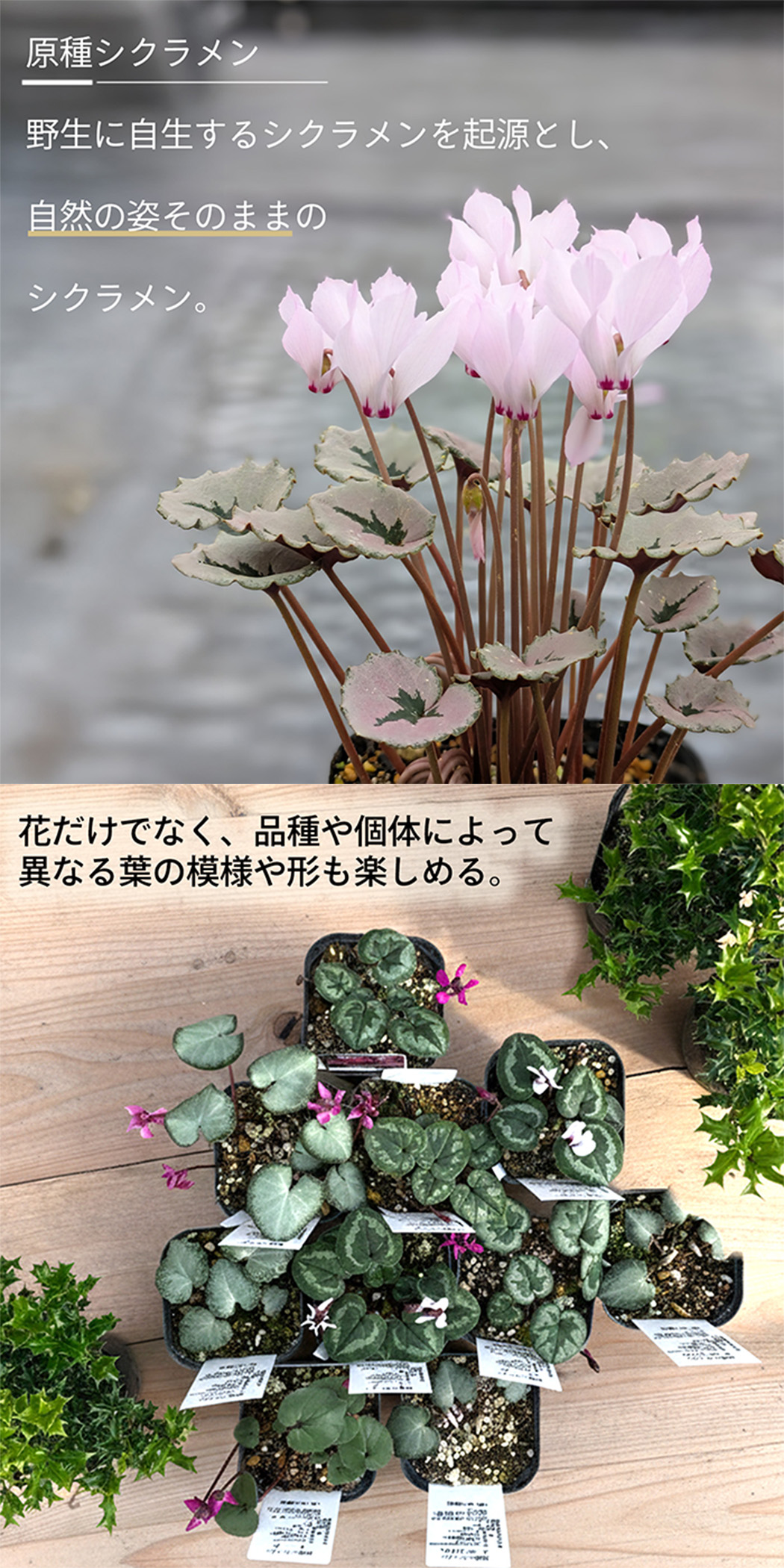 日本花キ流通 選べるプレミアム原種シクラメン 苗 9cmポット 希少品種