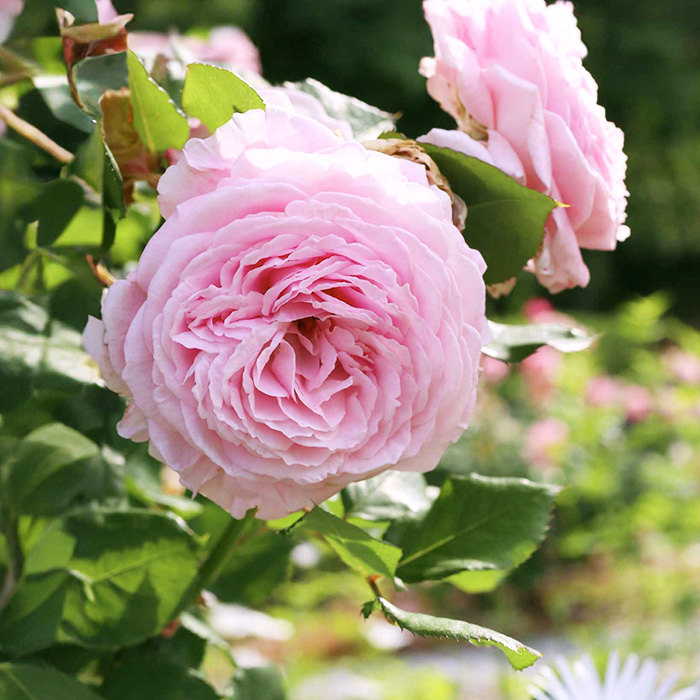 バラ苗 薔薇苗 切り花品種 グリーンフィールド - フラワー/ガーデン