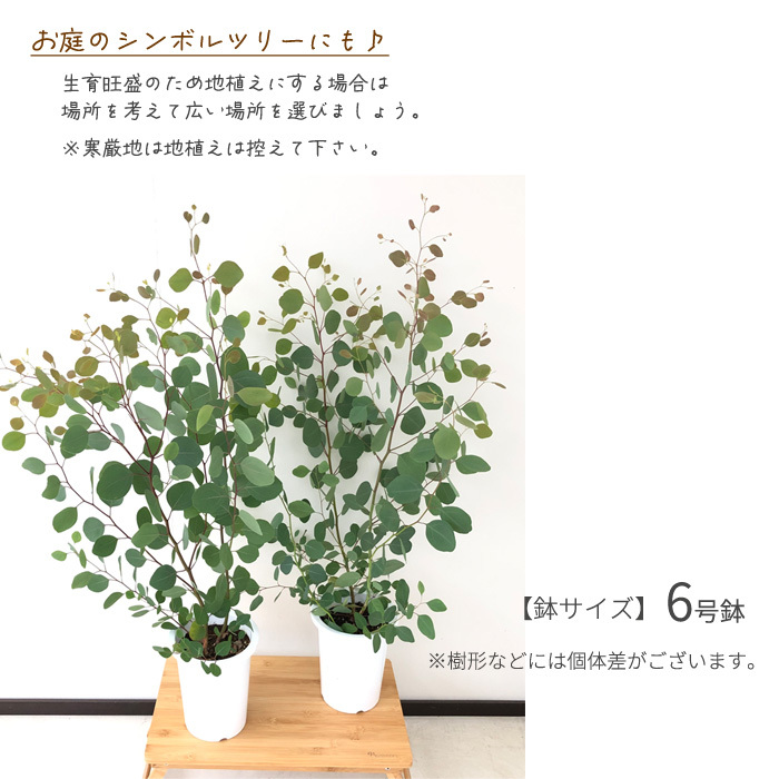 日本花キ流通 ユーカリ 苗 ポポラス 6号鉢 送料無料 ポリアンセモス