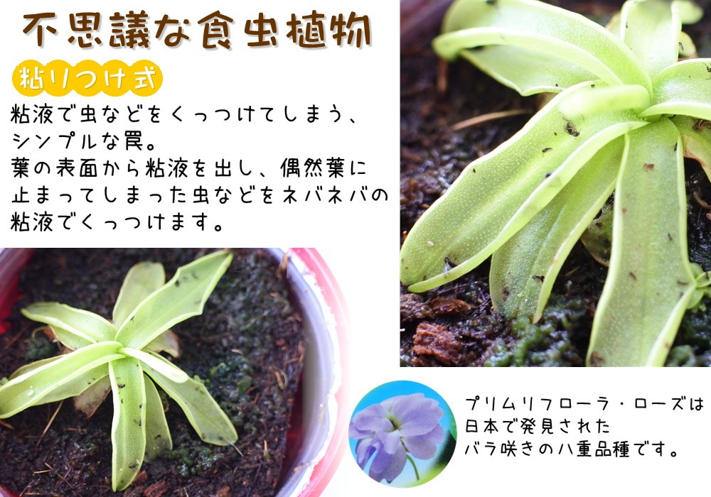 日本花キ流通 ムシトリスミレ プリムリフローラ ローズ 食虫植物 3.5号