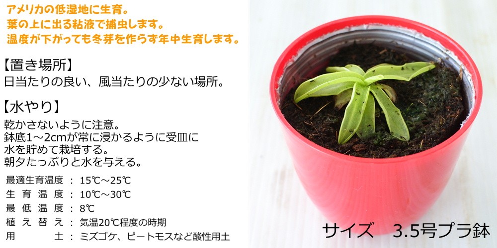 日本花キ流通 ムシトリスミレ プリムリフローラ ローズ 食虫植物 3.5号