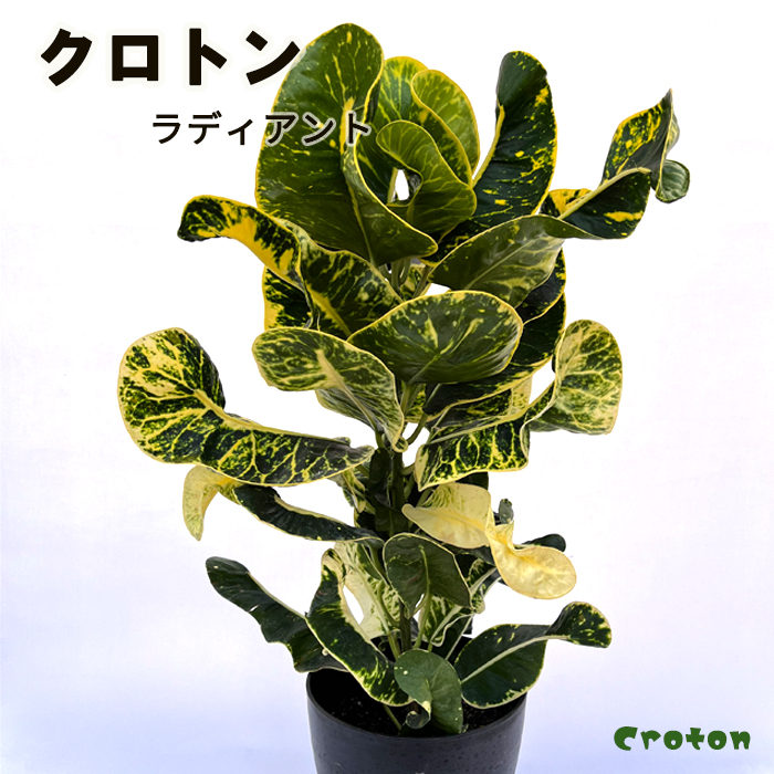 クロトン 苗 観葉植物 斑入り | energysource.com.br