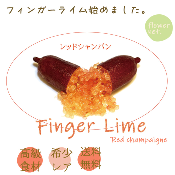 フィンガーライム レッドシャンパン 5号鉢 苗木 果樹苗 送料無料