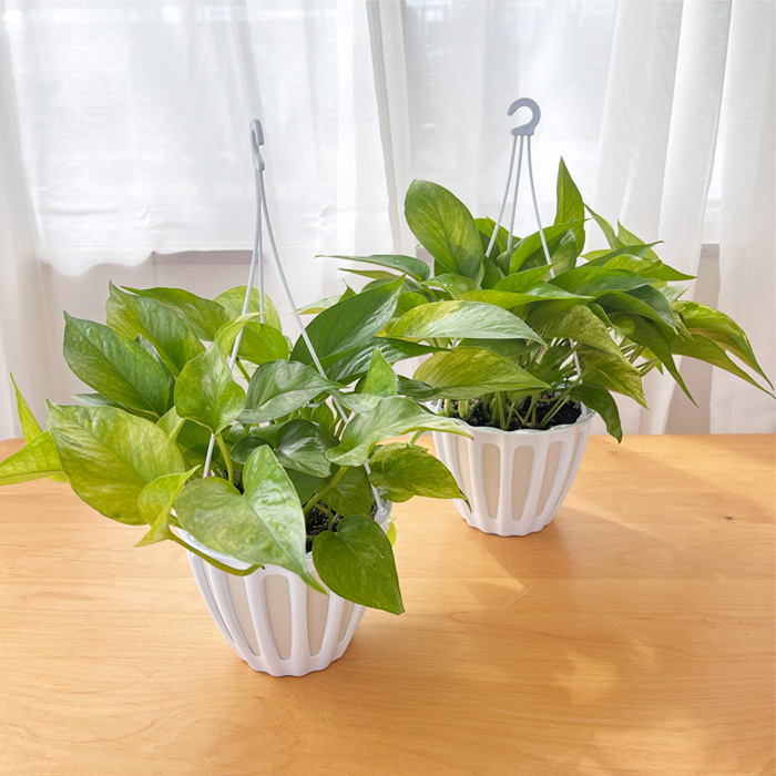 観葉植物 ポトス テルノ No.028 ランコントル 5号鉢 送料無料