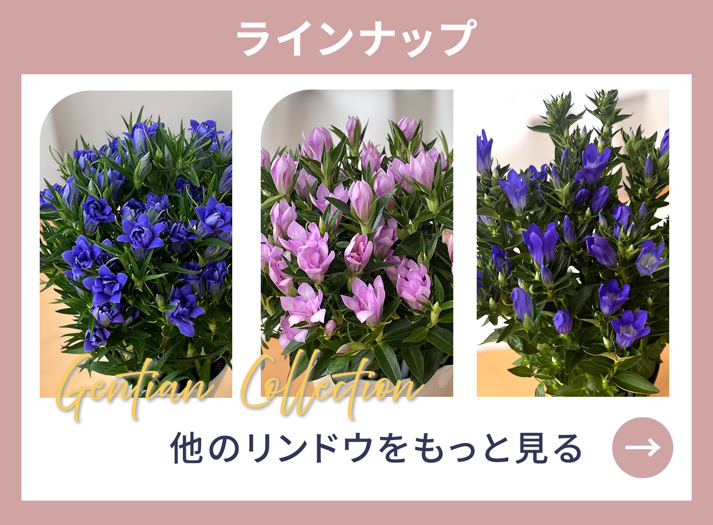 予約販売 リンドウ 桜孔雀 5号鉢 送料無料 花巻 八重咲き 秋ギフト