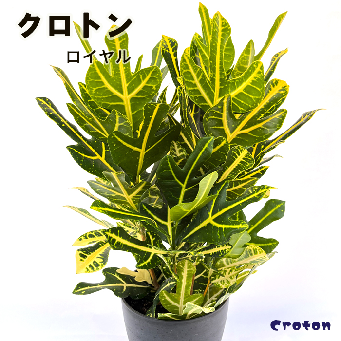 クロトン 観葉植物 変葉木 斑入り 4種セット - 植物/観葉植物