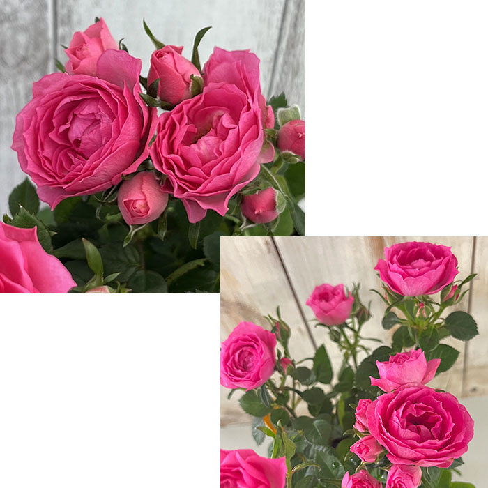 日本花キ流通 予約販売 ミニバラ さくら 3号ポット 四季咲き バラ 薔薇