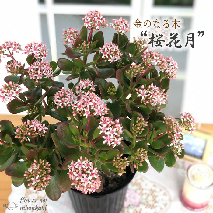 金のなる木 花いっぱい 桜花月 5号鉢 送料無料 カゲツ 花月 多肉植物 インテリア :z201110001:フラワーネット日本花キ流通 - 通販 -  Yahoo!ショッピング