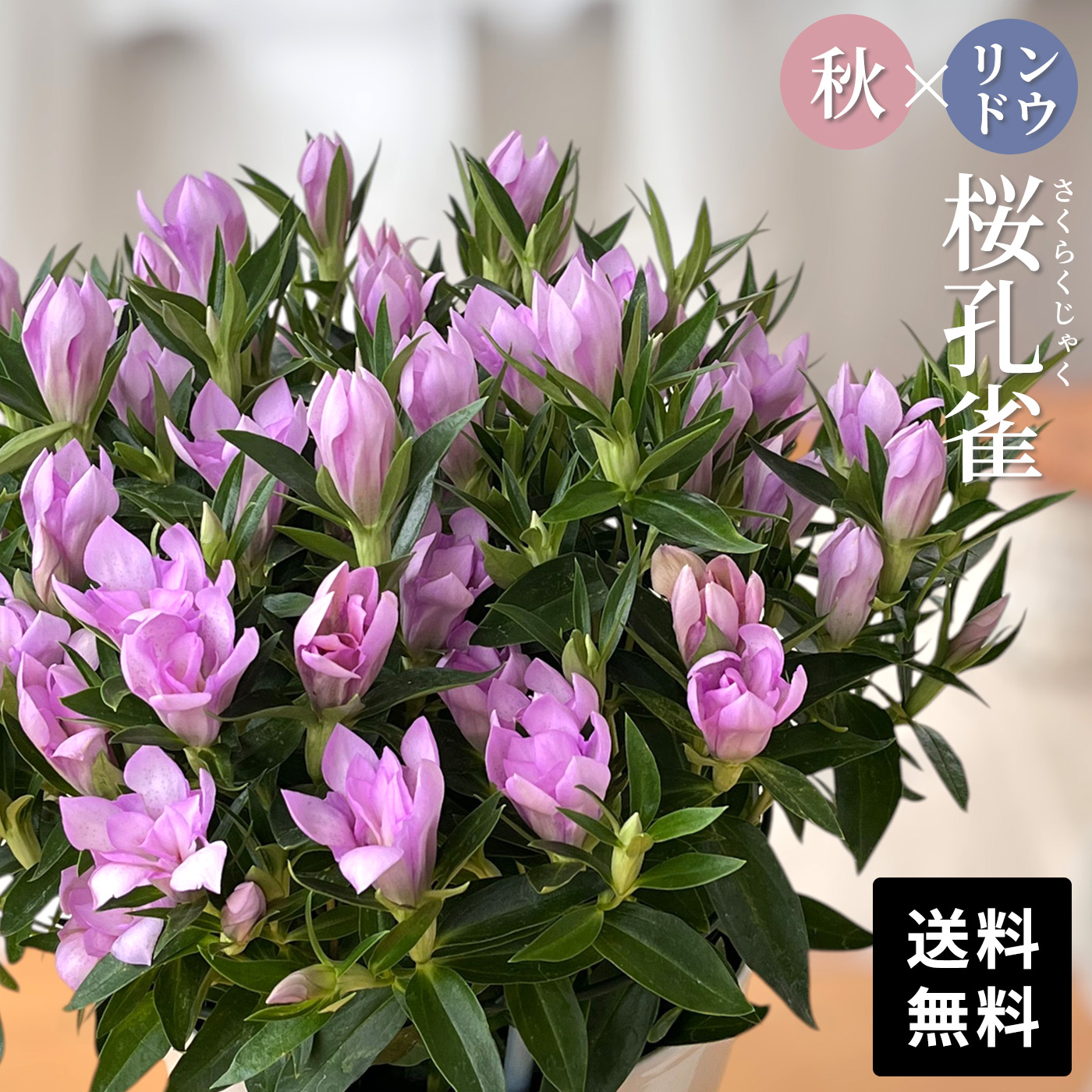 まもなく締め切り】 予約販売 リンドウ 桜孔雀 5号鉢 送料無料 花巻