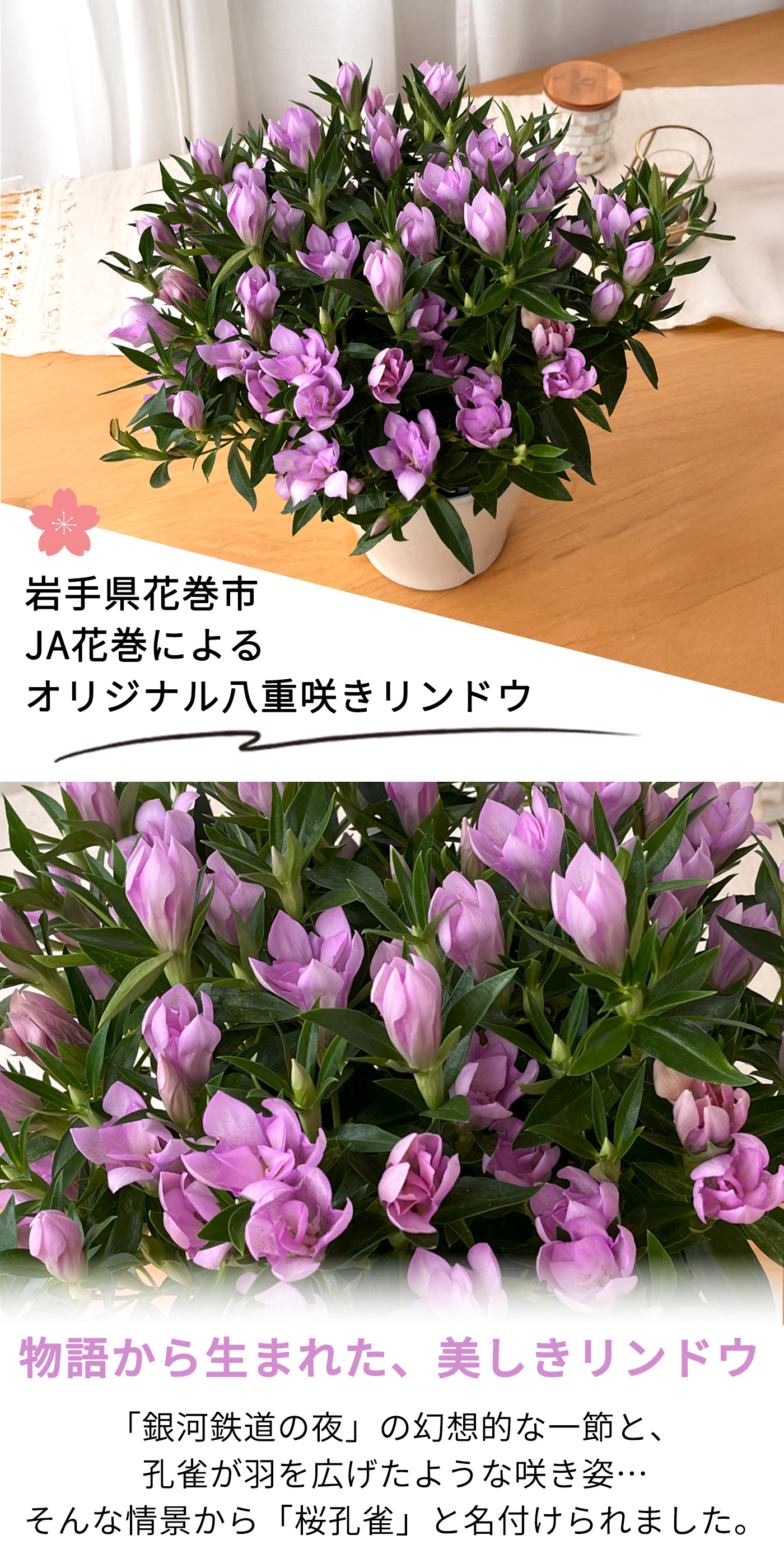 予約販売 リンドウ 桜孔雀 5号鉢 送料無料 花巻 八重咲き 秋ギフト