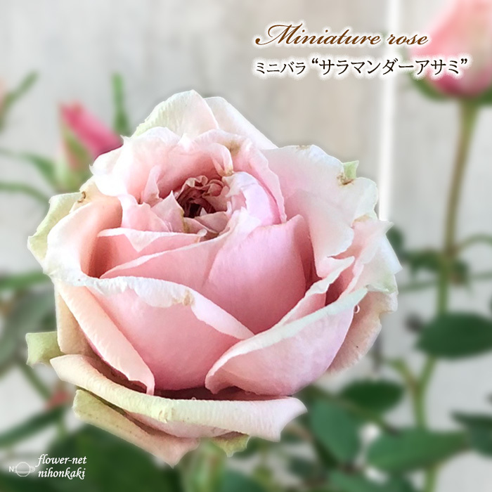 予約販売 ミニバラ サラマンダーアサミ 3号ポット バラ 薔薇 バラ苗 苗 bry 10月下旬以降発送