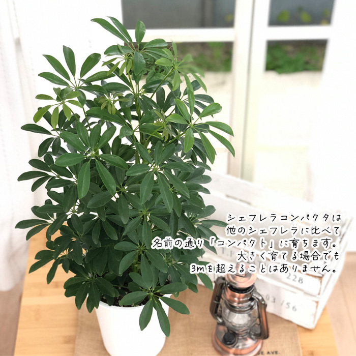 1 シェフレラ SP 6号　観葉植物 観葉植物 シェフレラ コンパクタ 6号 ラスターポット 付き