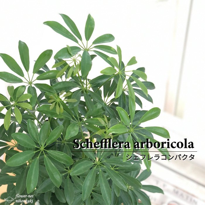 1 シェフレラ SP 6号　観葉植物 観葉植物 シェフレラ コンパクタ 6号 ラスターポット 付き