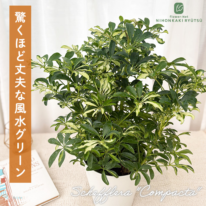 schefflera_2620629-1.jpg