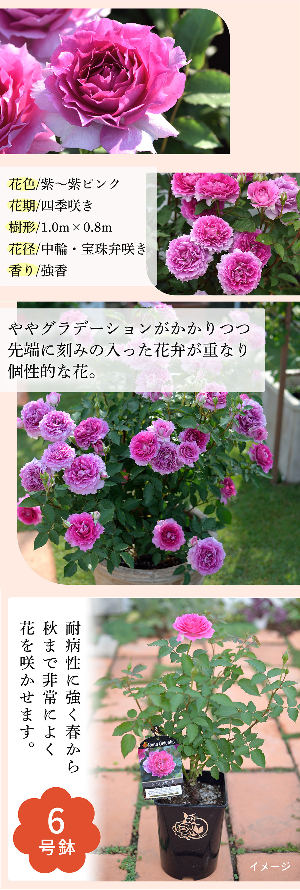 バラ画像2