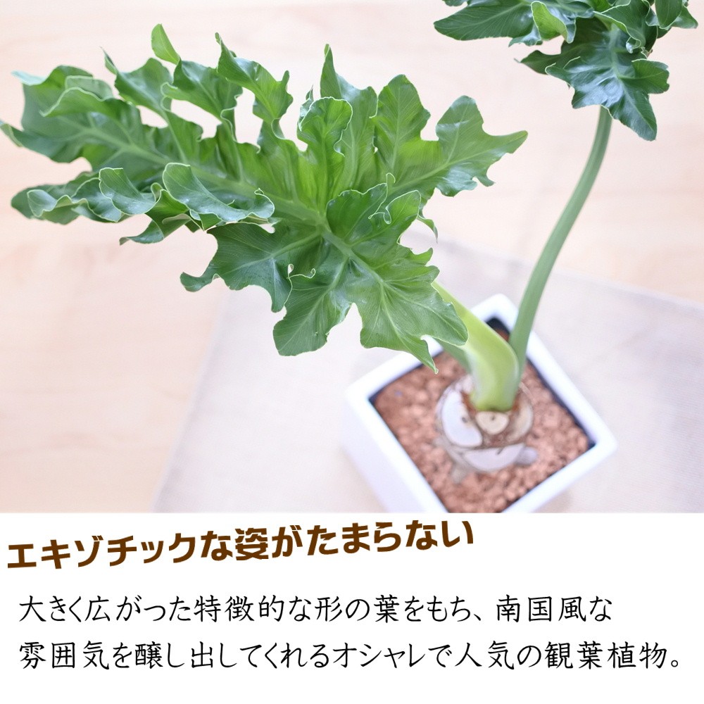 日本花キ流通 観葉植物 フィロデンドロン セローム 5号鉢