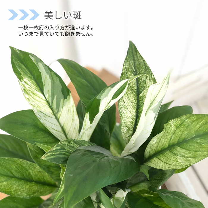 その他観葉植物 hapiAnthurium subsignatum その他観葉植物 hapiAnthurium subsignatum Products – Tagged