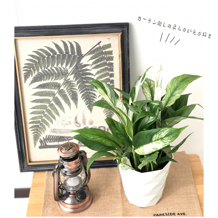 その他観葉植物 hapiAnthurium subsignatum その他観葉植物 hapiAnthurium subsignatum Products – Tagged