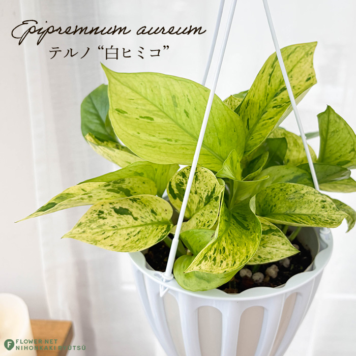 観葉植物 ポトス テルノ No.未定 白ヒミコ 5号鉢 送料無料 室内 贈り物