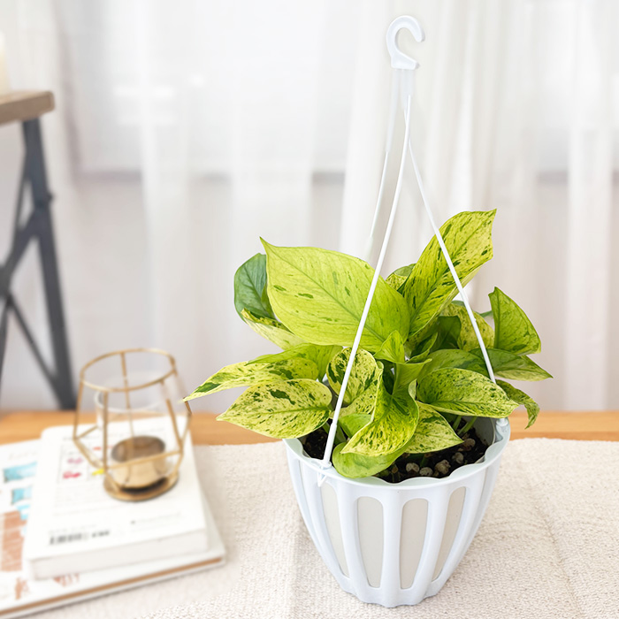 観葉植物 ポトス テルノ No.未定 白ヒミコ 5号鉢 送料無料 室内 贈り物