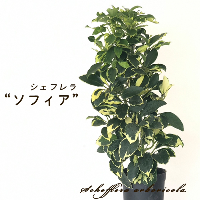 日本花キ流通 観葉植物 シェフレラ ソフィア 4号鉢 シェフレラ
